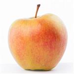 نهال سیب زعفرانی (کاکس اورنج) Cox s Orange Pippin Apple Sapling