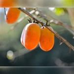 نهال خرمالو موزی Diospyros (Persimmon) Sapling