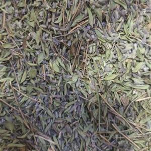 آویشن کوهی درجه یک 