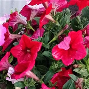 اطلسی گلدانی تک بوته