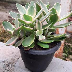ساکولنت برگی ابلق گلدون 10