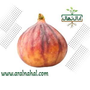 نهال انجیر چهار فصل