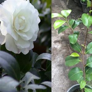 بوته کاملیا سفید