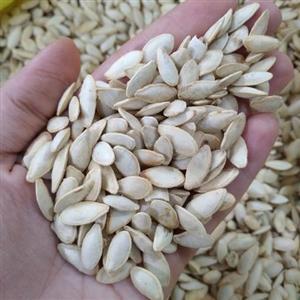 تخمه کدوی مشهدی خوشطعم و تازه (200گرمی) کدو ایرانی 