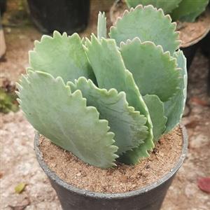 ساکولنت کالانکوآ  گلدون 8