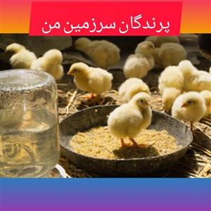 غذای جوجه تازه متولد شده طیور یک کیلویی ویژه سرشار از ویتامین کلسیوم