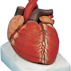مدل قلب در اندازه طبیعی