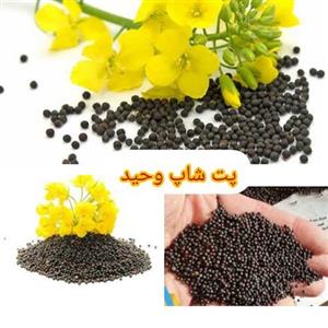 تخم کلزادرجه یک 100گرمی مخصوص پرندگان