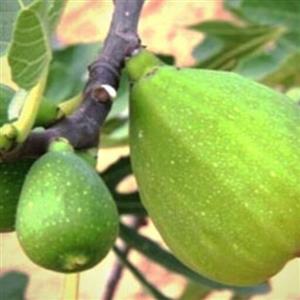 نهال انجیر گلابی سه فصل