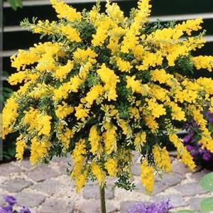 گل یاس طاووسی بسیار معطر