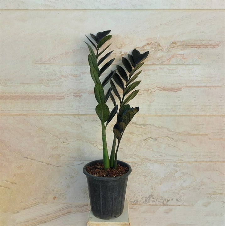 زاموفیلیا سوپربلک
