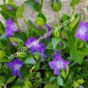 درختچه پیچ رونده تلگرافی