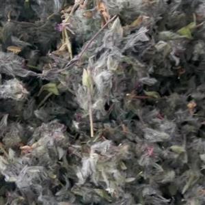 چای کوهی ساوالان 1402 بهاره ( )
