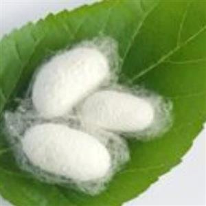 پیله ابریشم 10 عددی.  آبرسان و پاکسازی پوست