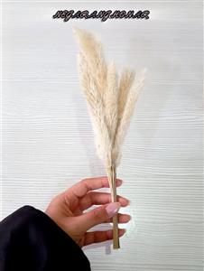 گل خشک دم روباهی