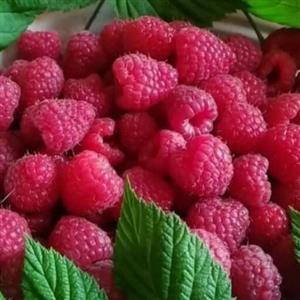 نهال رزبری قرمز 2 ساله تکثیر به روش کشت بافتی