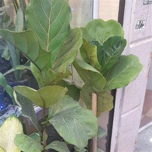 فیکوس لیراتا برگ پهن