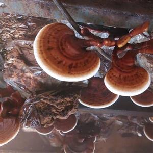 کمپوست قارچ گانودرما قرمز