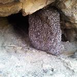 عسل صخره از دل طبیعت مناطق جنوب ایران یک کیولیی