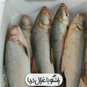 ماهی راشگو یا غزال دریا