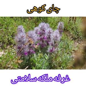 چای کوهی سردسیری (500گرمی)