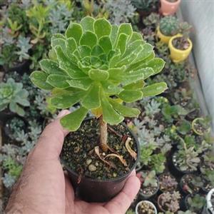 گل ائونیوم یا خورشیدی