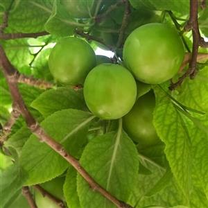 رب آلوچه سبز (گوجه سبز) تازه امسالی (1402)  بهداشتی و تمیز ،  خوش رنگ وخوش مزه دربسته بندی های  نیم و یک کیلویی