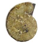 فسیل آمونیت (شاخ قوچی)  طبیعی کلکسیونی منحصر به فرد با نقوش زیبا درشت رنگ خاص دکوری- سنگ درمانی