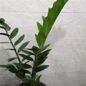 گیاه آپارتمانی و گلدون. زاموفیلیا سبز. (ارسال پس کرایه و به عهده مشتری)