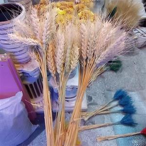 خوشه گندم دسته گندم طبیعی سفید و رنگی شاخه بلند،(سنبل طبیعی گندم)