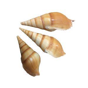 صدف تزیینی آکواریوم مدل مالوک مجموعه 3 عددی