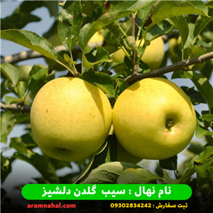نهال سیب گلدن دلیشز