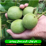 نهال گردو جمال پیوندی