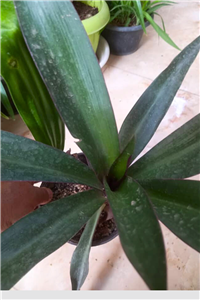 موسی در گهواره2