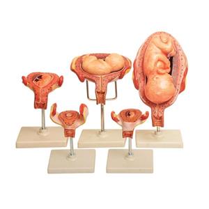 مولاژ مراحل رشد جنین 5 مرحله ای 