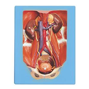 مولاژ دفع ادرار 4 تکه
