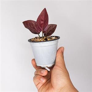 گل سینگونیوم کبود (سنگینیوم بلک)