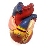 بازی آموزشی مدل مولاژ آناتومی قلب انسان