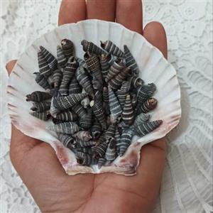60 عدد حلزون سوزنی مشکی مناسب کارهای هنری، شمع و رزین