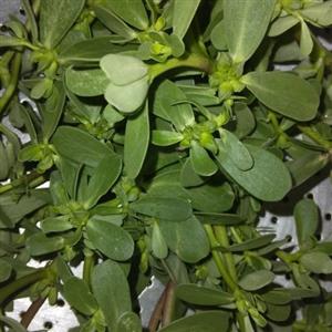 سبزی خرفه تازه