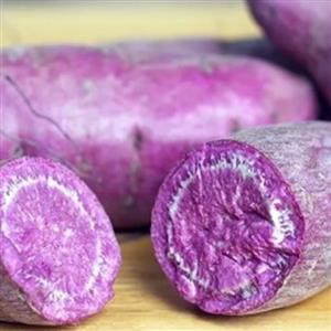 بوته سیب زمینی شیرین