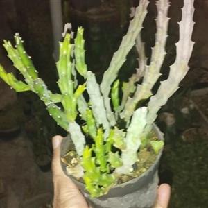 کاکتوس استاپیلیا ستاره