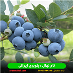 نهال بلوبری وارداتی یک ساله