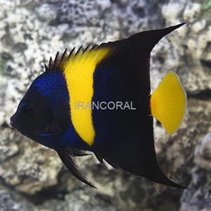 فرشته ماهی آسفور بالغ