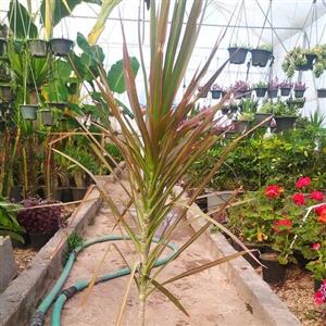 گل دراسنا پرچمی سایز گلدان 18 زیبا خوشگل