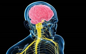 پاورپوینت فیزیولوژی اعصاب