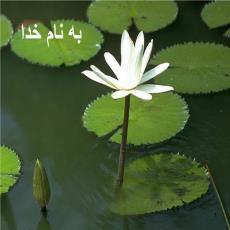 پاورپوینت آناتومی و فیزیولوژی قلب