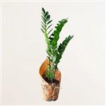 گیاه طبیعی زاموفیلیا  سبز 5 غلاف با گلدان پلاستیکی ساده