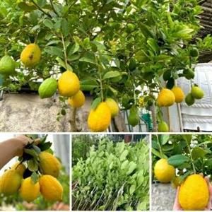 نهال لیمو ترش چهار فصل