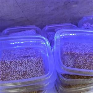 شکلات کنجد تخته ای (1000)گرمی و مزن های مختلف موجود است